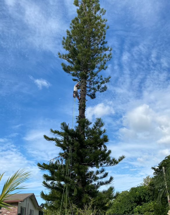 Pine tree removal by certified arborist in Cooper City FL